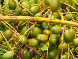 Saw Palmetto